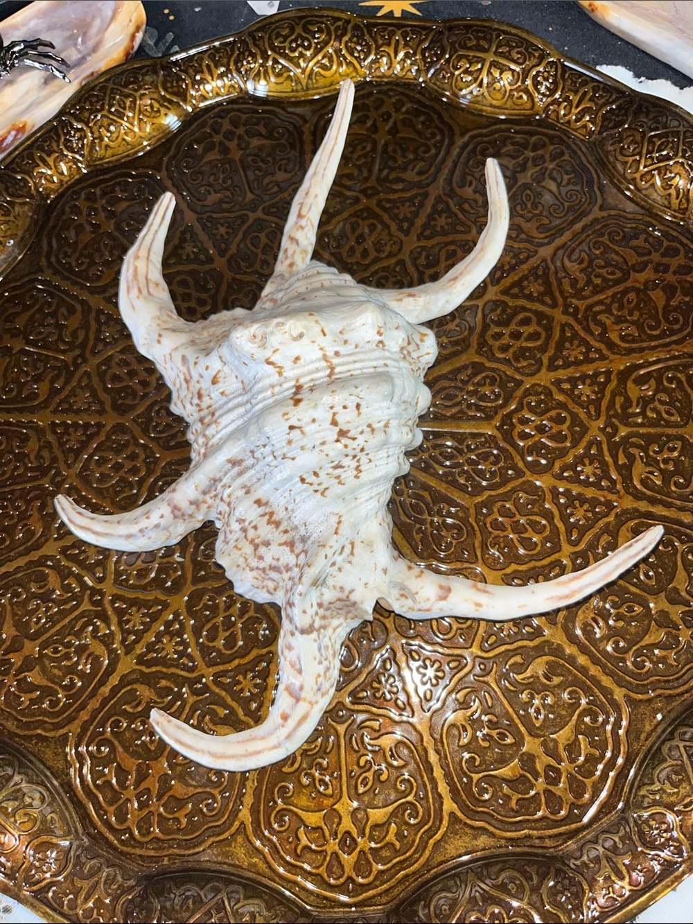 Shell